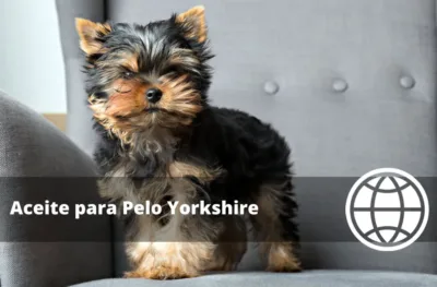 Aceite para Pelo Yorkshire