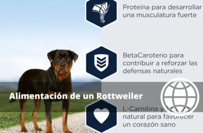 Alimentación de un Rottweiler