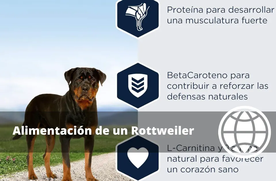Alimentación de un Rottweiler