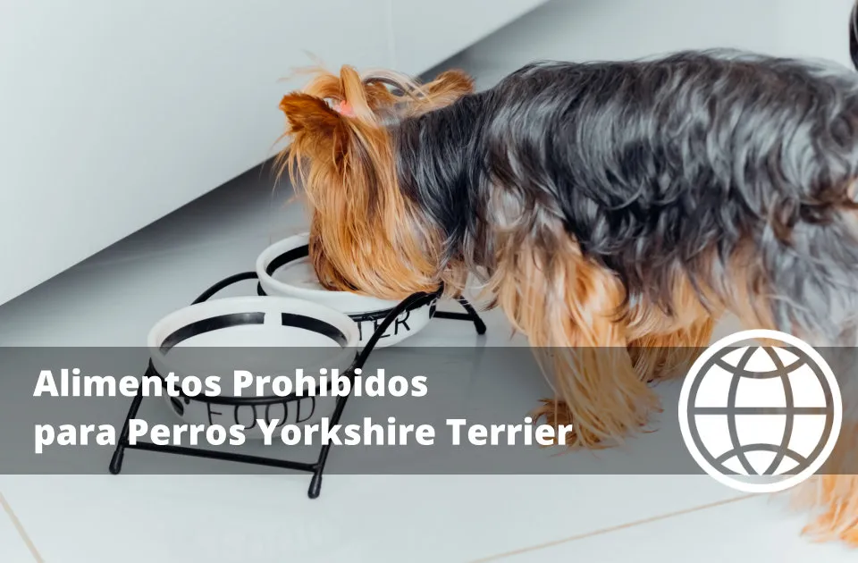 Alimentos Prohibidos para Perros Yorkshire Terrier