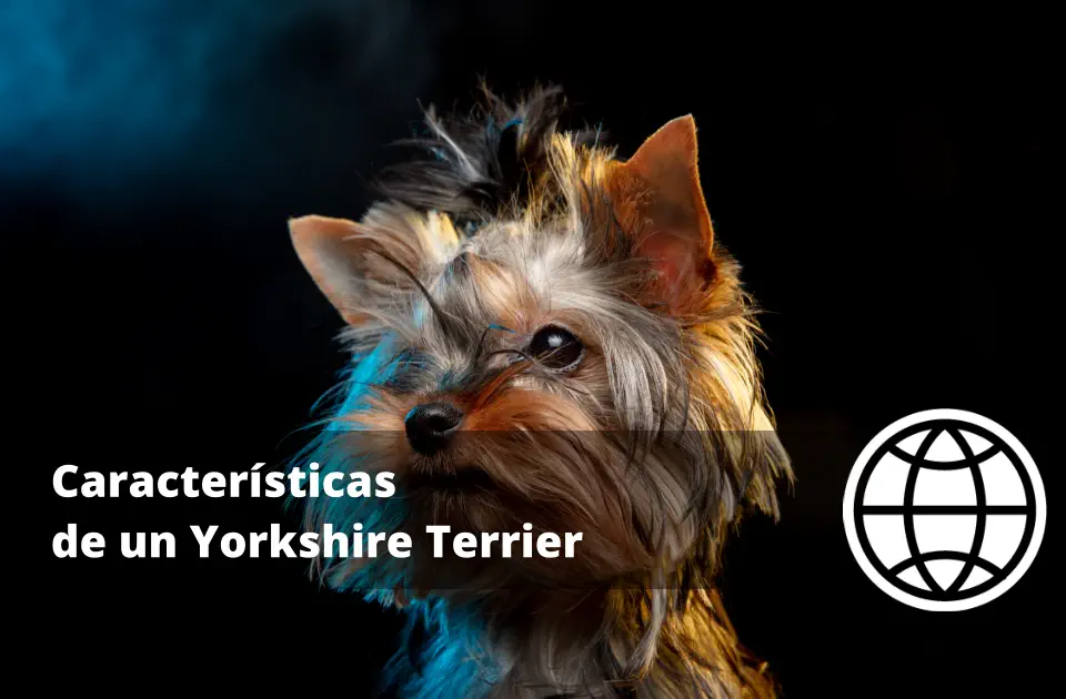 Características de un Yorkshire Terrier