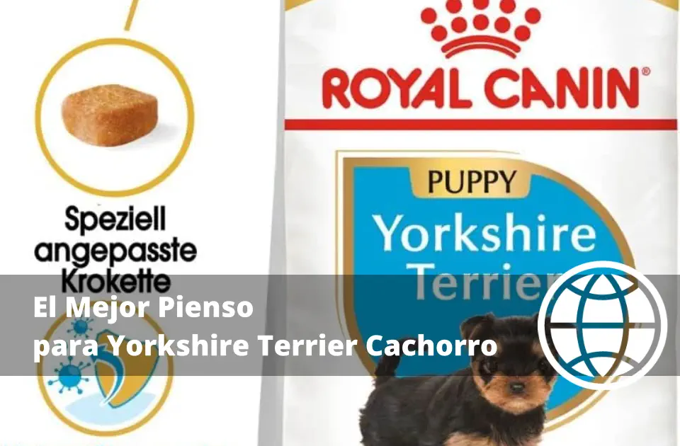 El Mejor Pienso para Yorkshire Terrier Cachorro