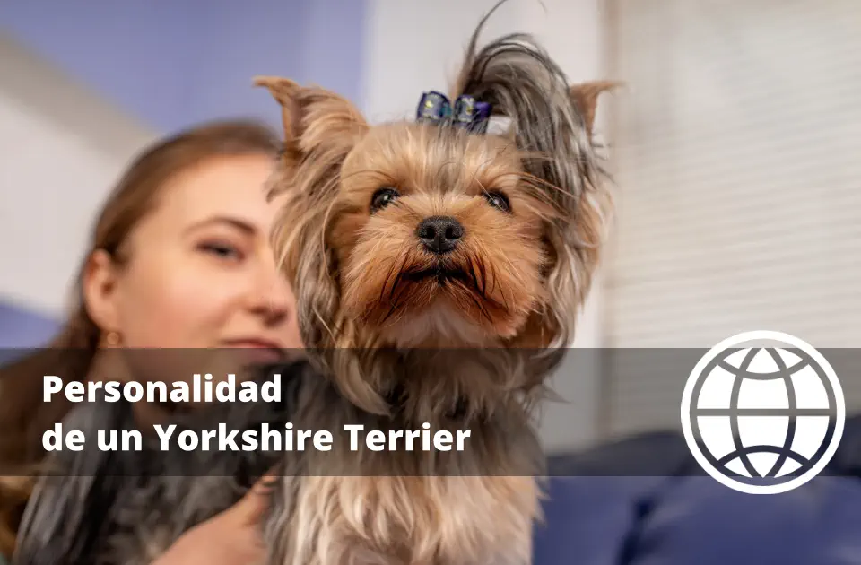 Personalidad de un Yorkshire Terrier