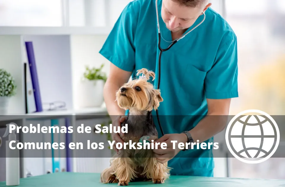 Problemas de Salud Comunes en los Yorkshire Terriers