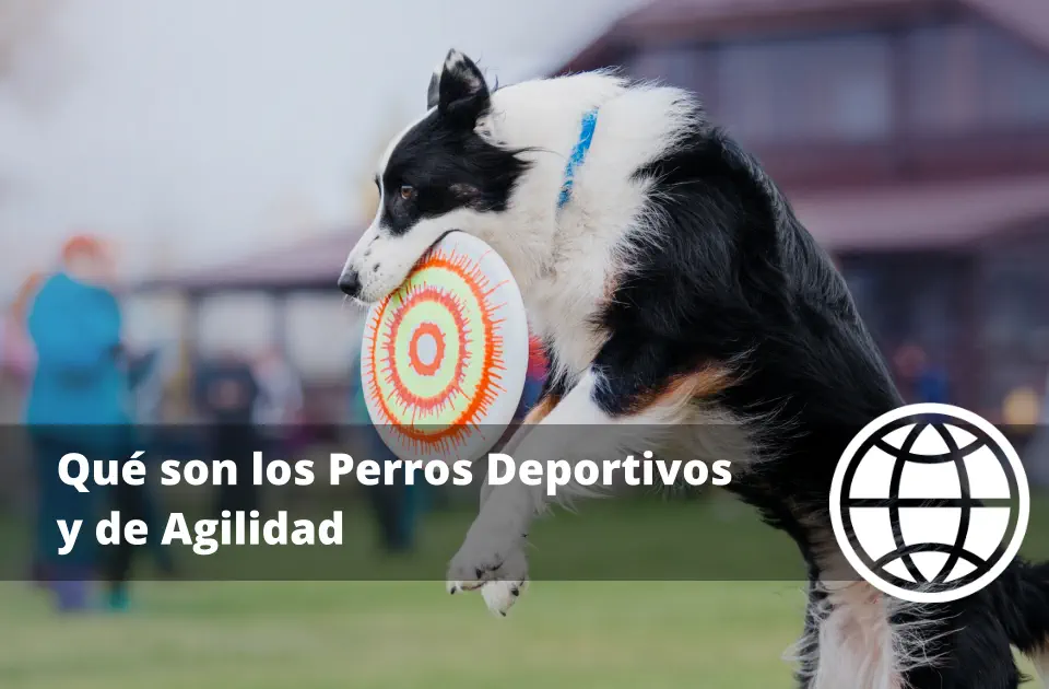 Qué son los Perros Deportivos y de Agilidad