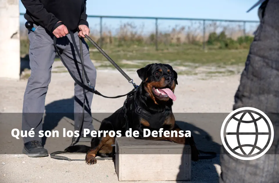 Qué son los Perros de Defensa