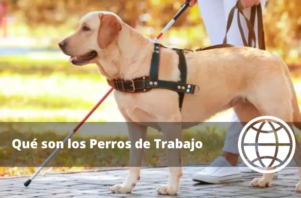 Qué son los Perros de Trabajo