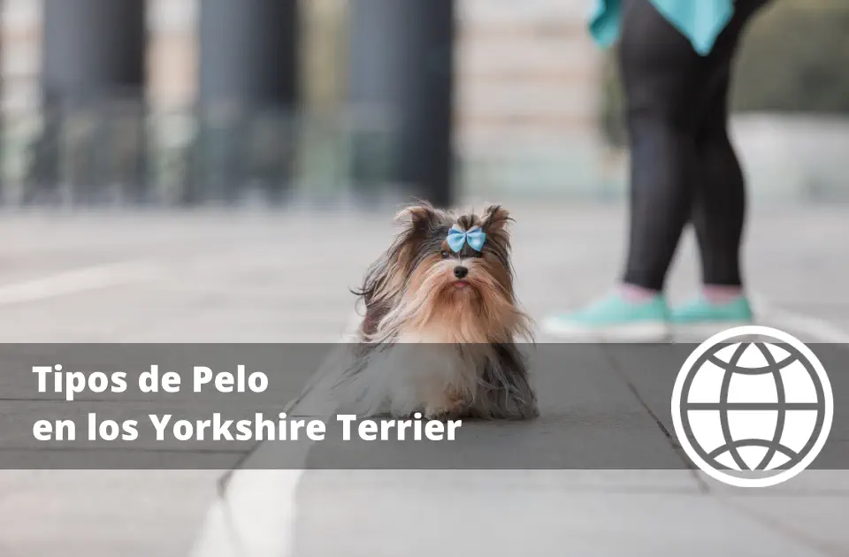 Tipos de Pelo en los Yorkshire Terrier