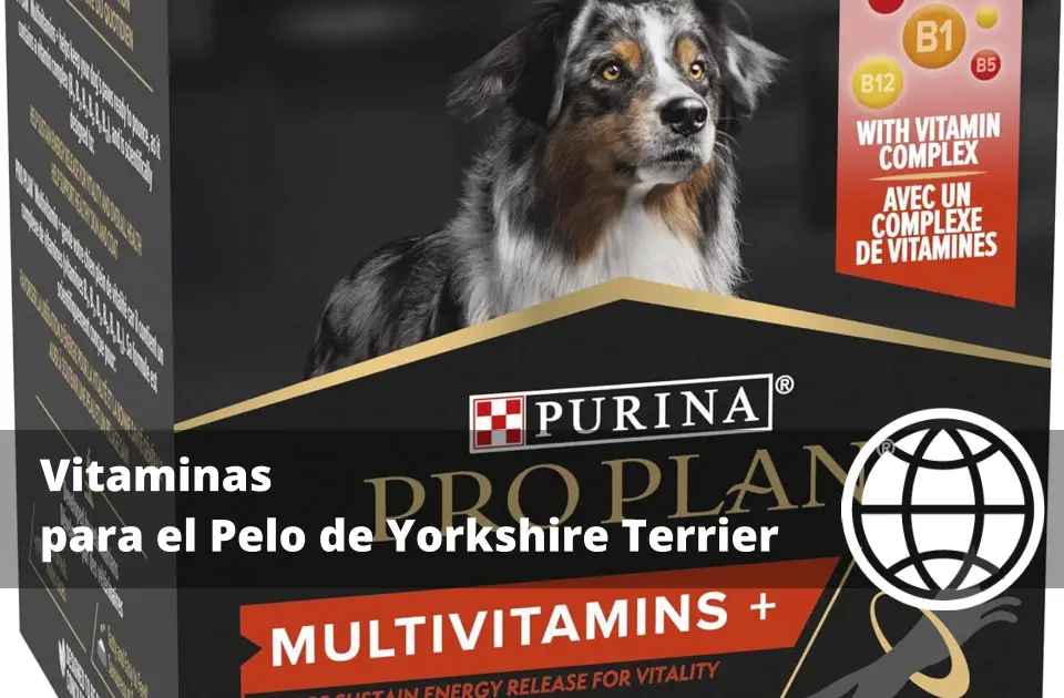 Vitaminas para el Pelo de Yorkshire Terrier
