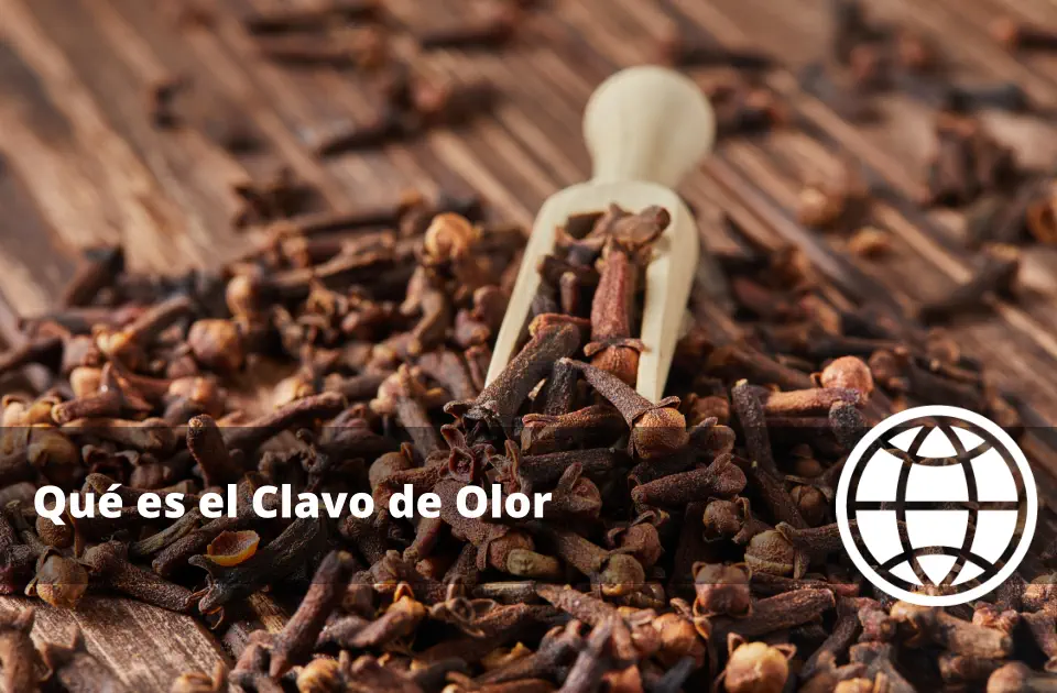 Qué es el Clavo de Olor