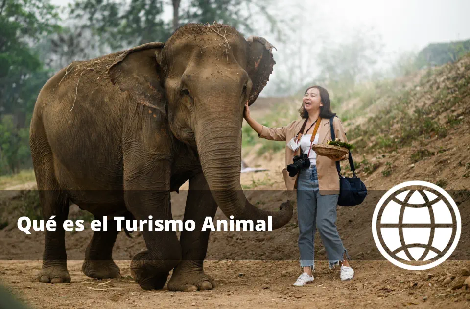 Qué es el Turismo Animal