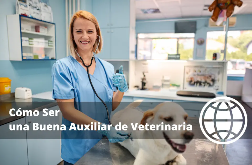 Cómo Ser una Buena Auxiliar de Veterinaria