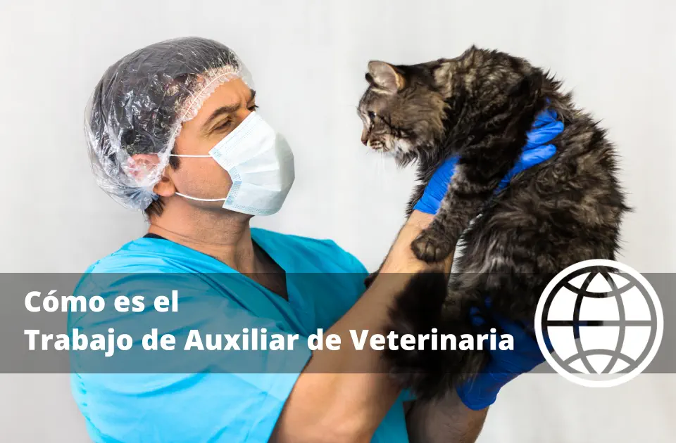 Cómo es el Trabajo de Auxiliar de Veterinaria