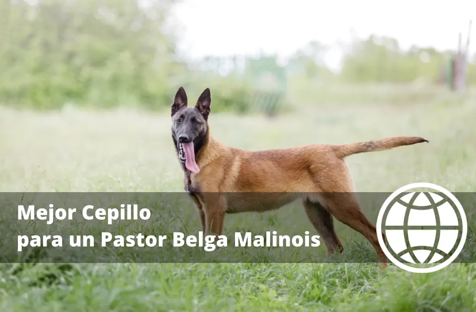Mejor Cepillo para un Pastor Belga Malinois