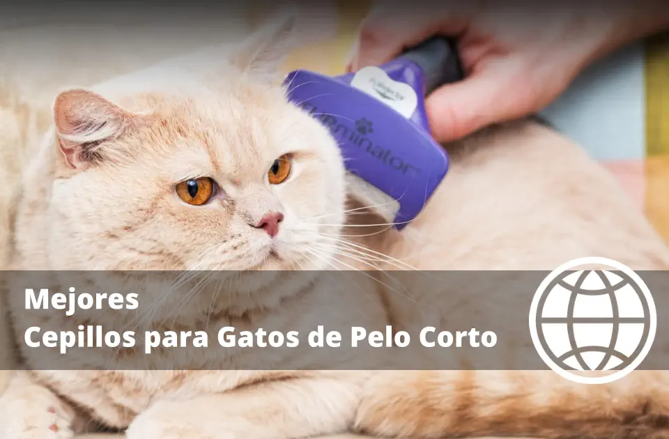 Mejores Cepillos para Gatos de Pelo Corto