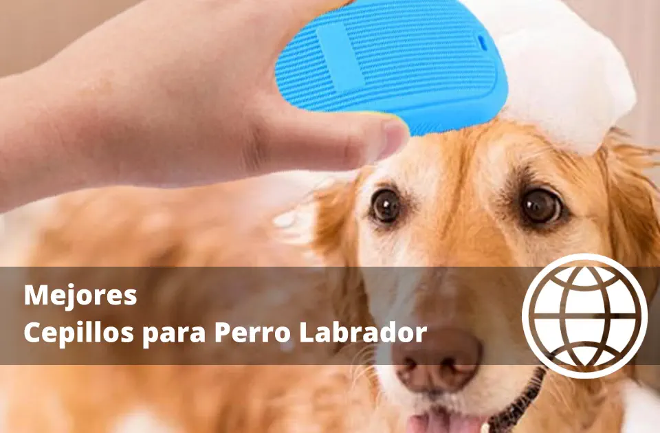 Mejores Cepillos para Perro Labrador