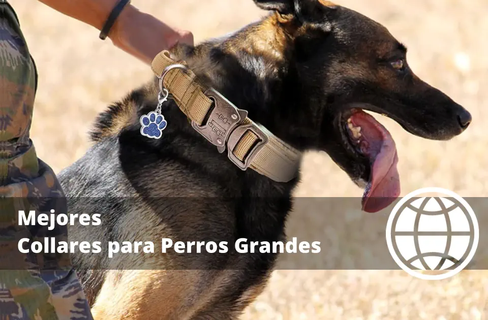 Mejores Collares para Perros Grandes