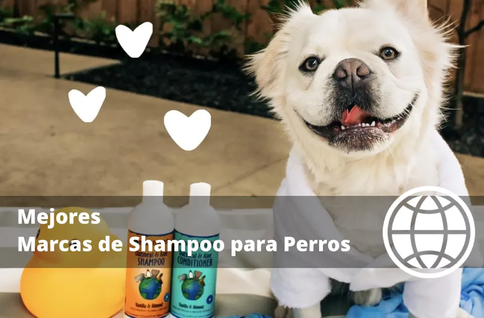 Mejores Marcas de Shampoo para Perros