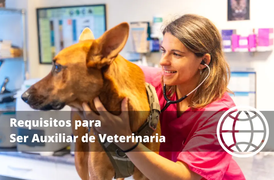 Requisitos para Ser Auxiliar de Veterinaria en España