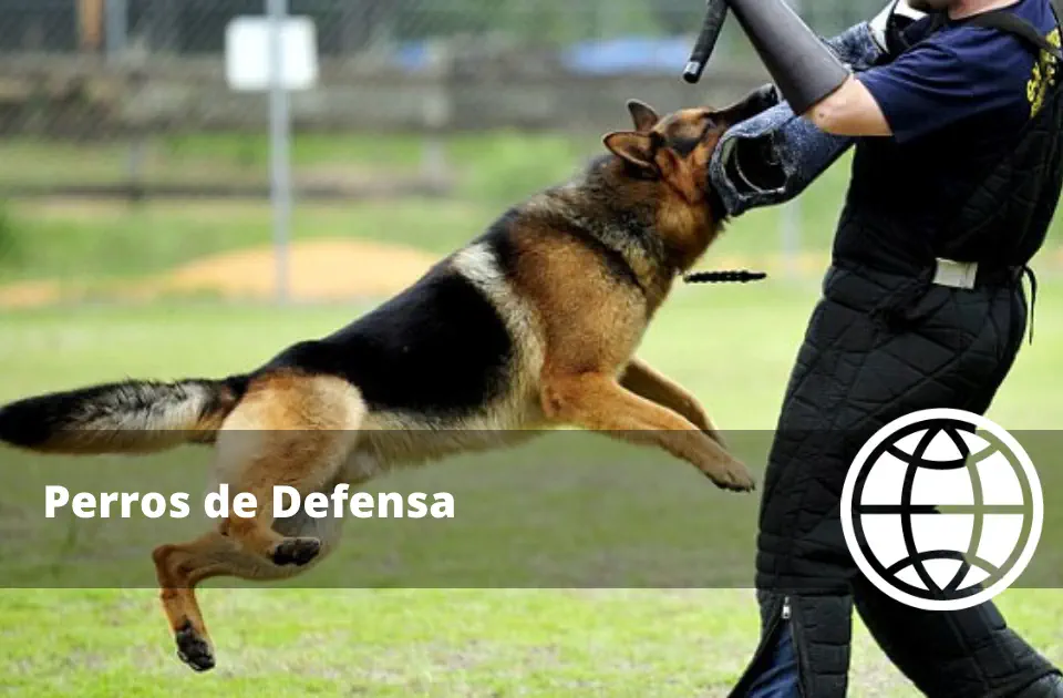Qué son los Perros de Defensa