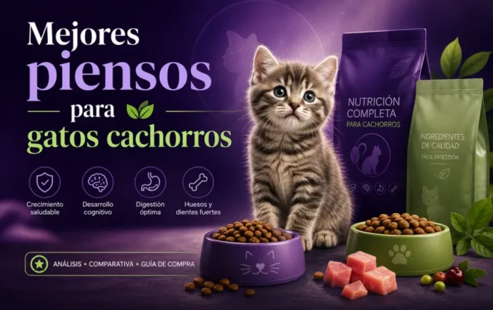 Mejores piensos para gatos cachorros: guía premium para elegir bien desde el primer año