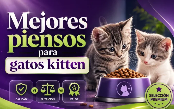 Mejores piensos para gatos kitten