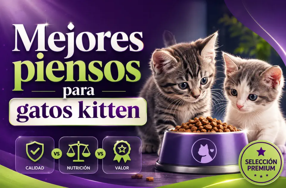 Mejores piensos para gatos kitten